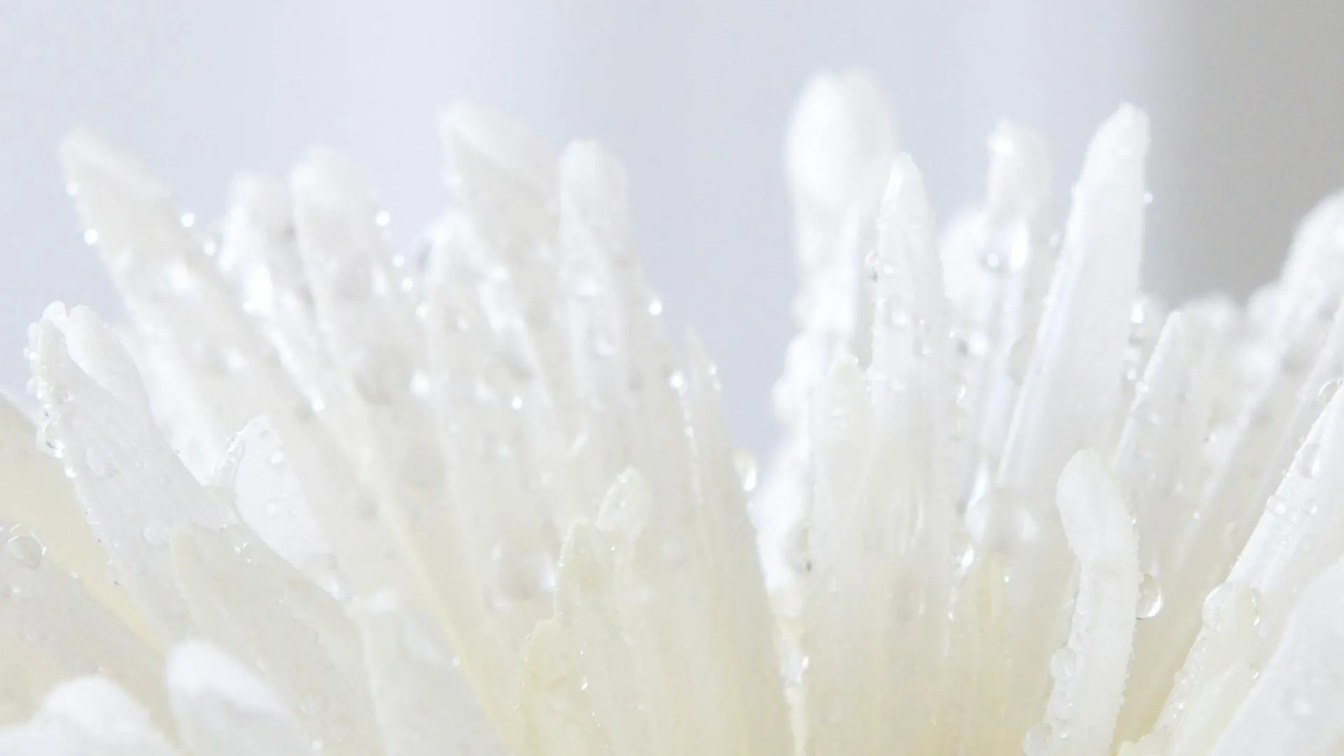 Meditación con presencia plena